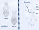 Quick Paw pad tutorial
