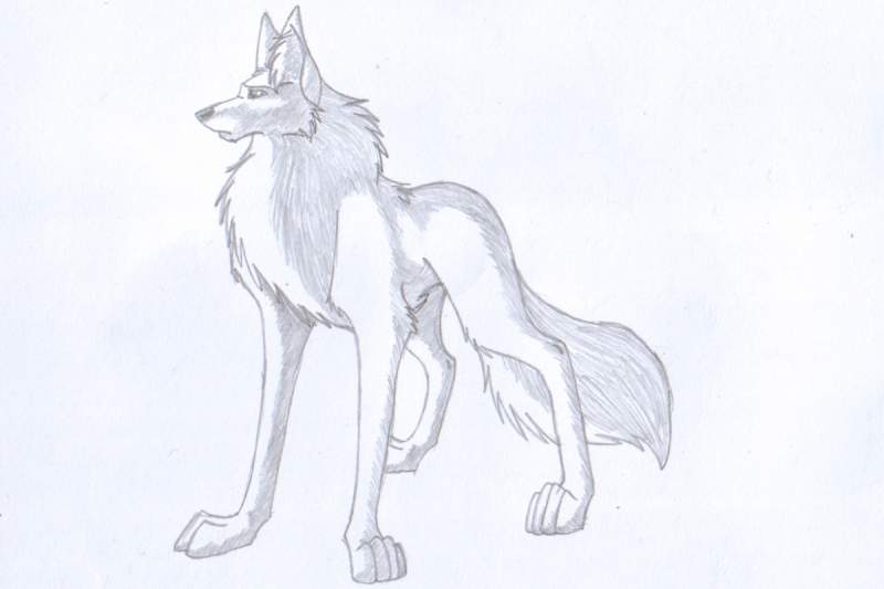 Standing wolf pencil sketch