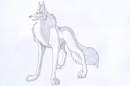 Standing wolf pencil sketch