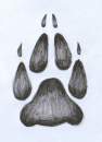Wolf paw tattoo