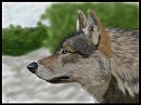 More realism