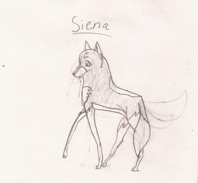	Siena 