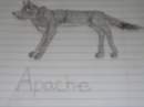 Apache
