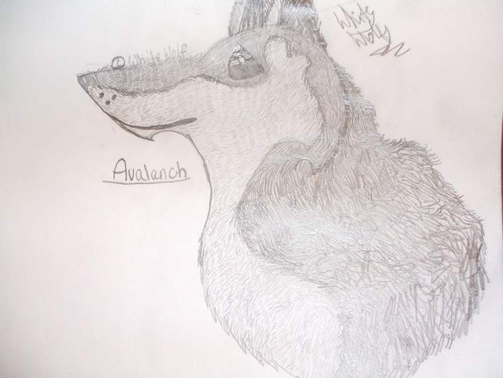 Avalanch *Penciled Crappy realistic*
