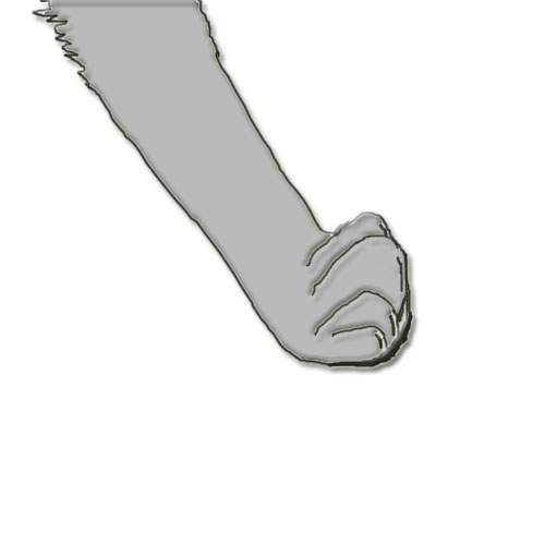 Paw Practice