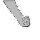 Paw Practice