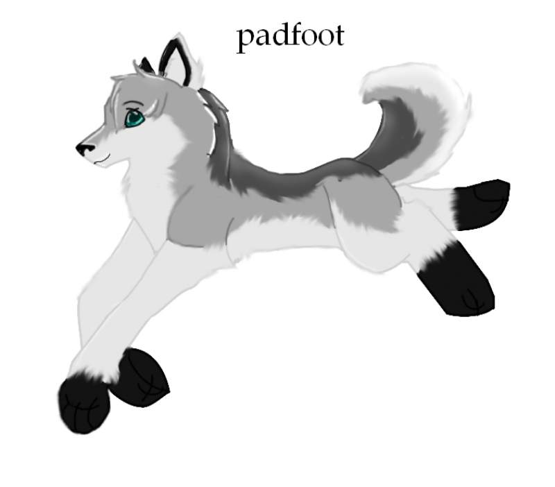  Padfoot Request