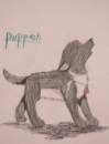 puppeh Cody