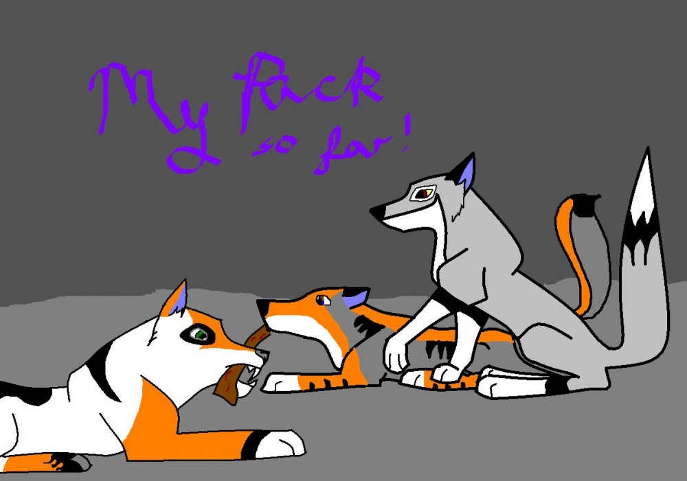 New pack member