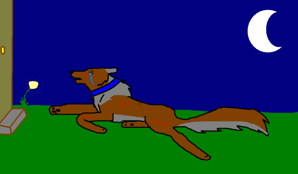 animal abuse,it shouldnt happen