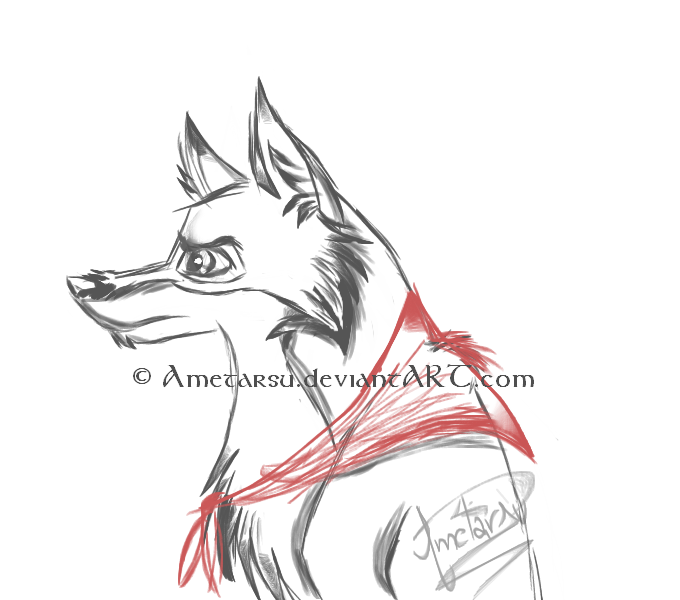 Balto portrait