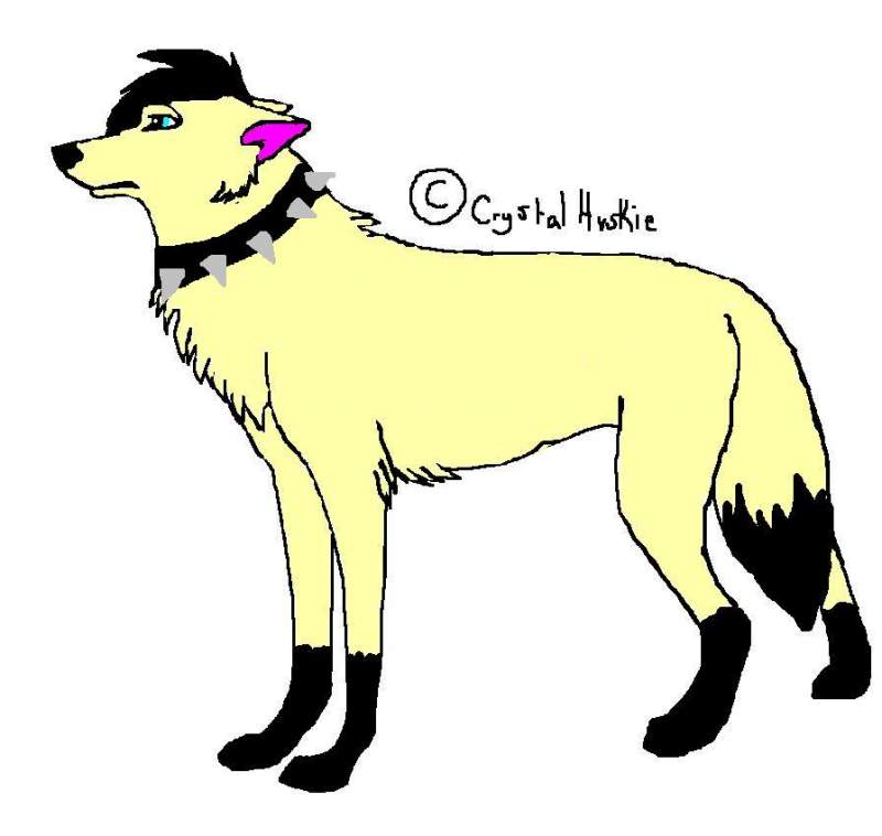 New Wolf Dog