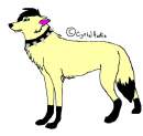 New Wolf Dog