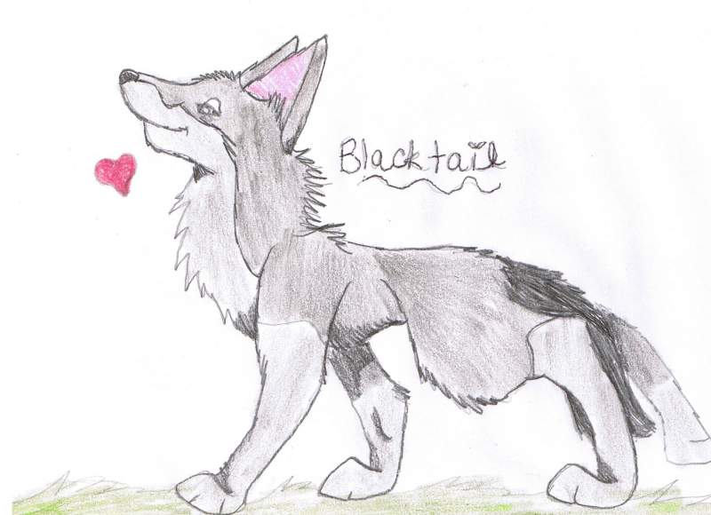 blacktail