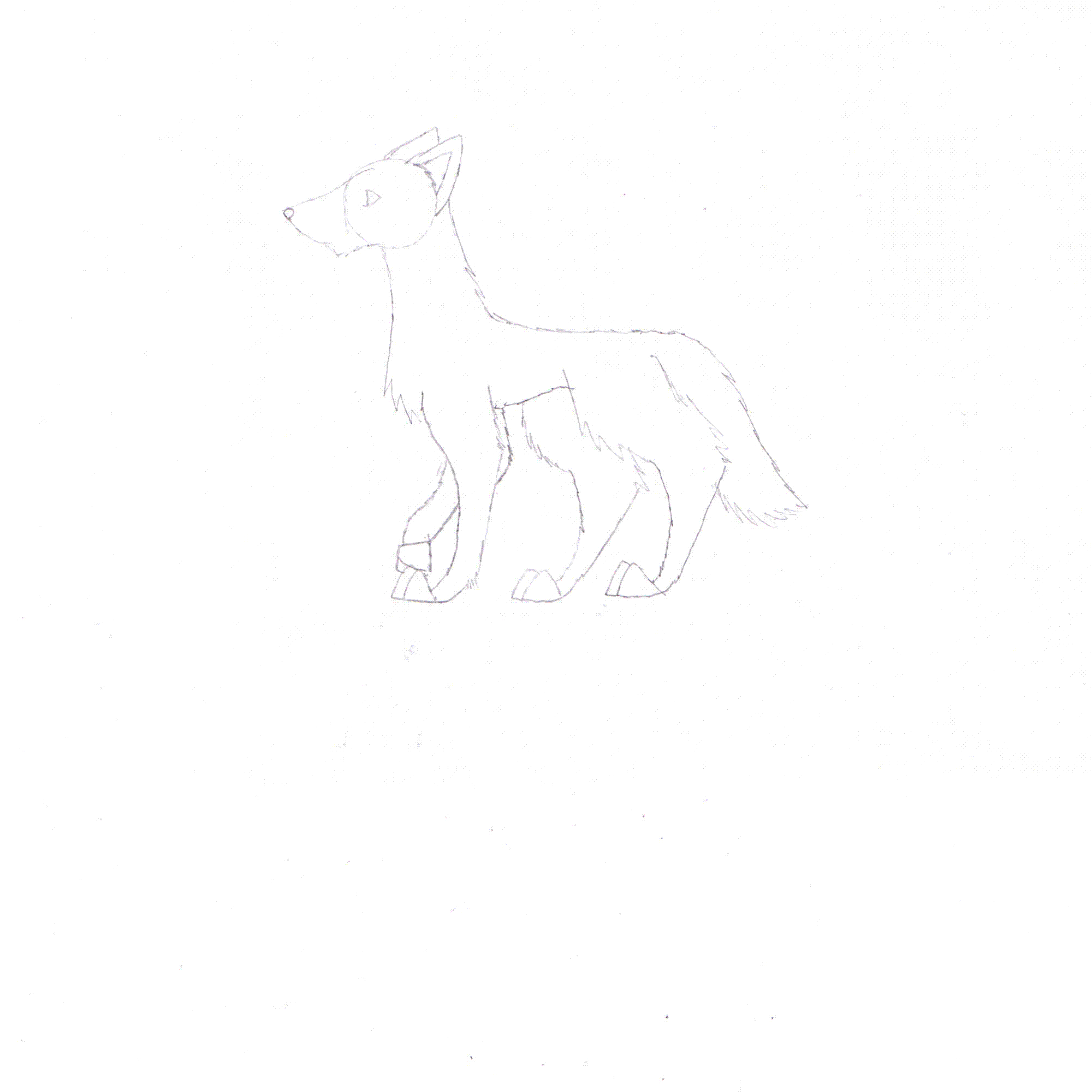 walking wolf!