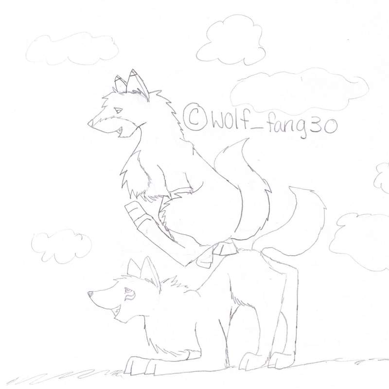 gifty for wolf250