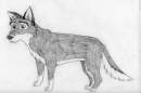 Balto