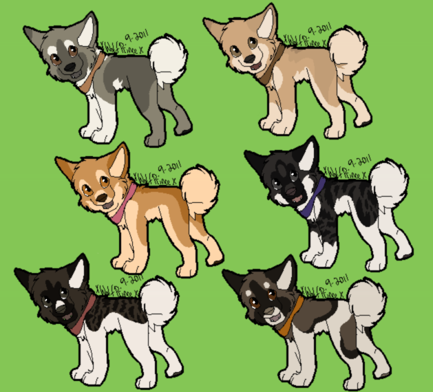 Akita Inu Adoptables