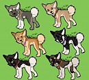 Akita Inu Adoptables