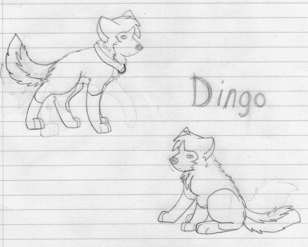 my dingo
