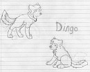 my dingo
