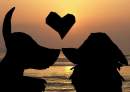 Love sunset