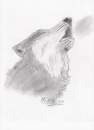 Wolf Howling