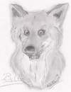Balto