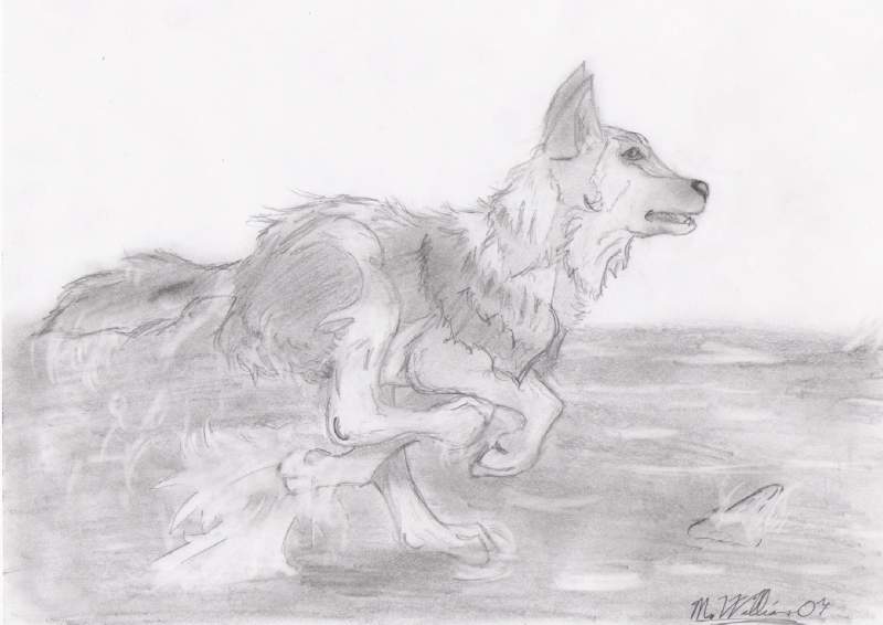 Wolf Pup Running in Water