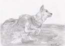 Wolf Pup Running in Water