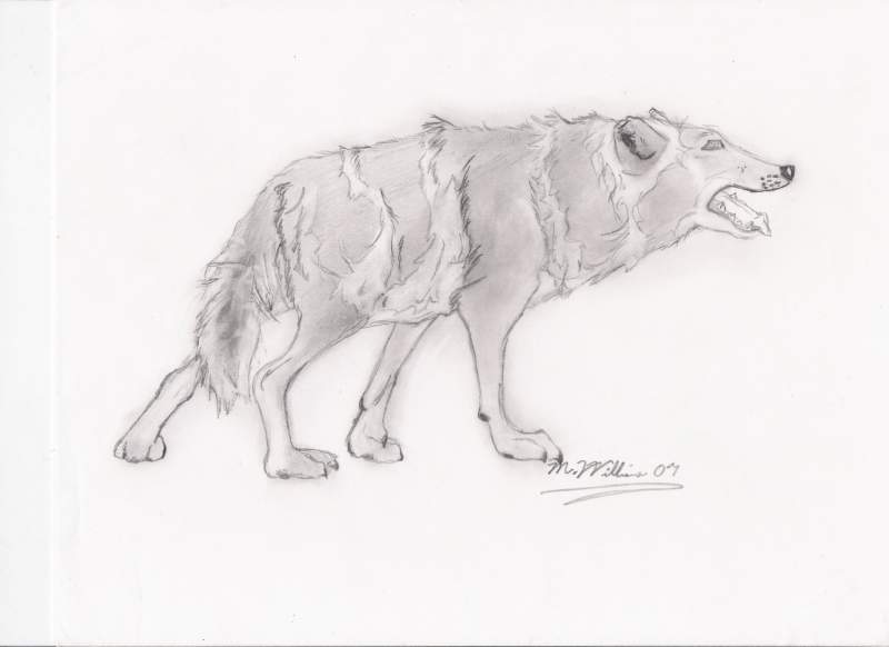 Wolf (Side Pose)