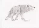 Wolf (Side Pose)