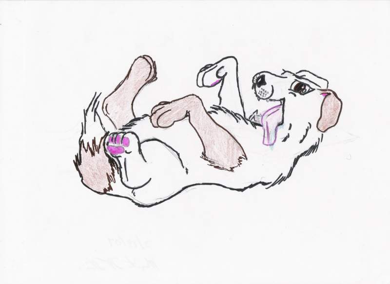 A Playful Puppy