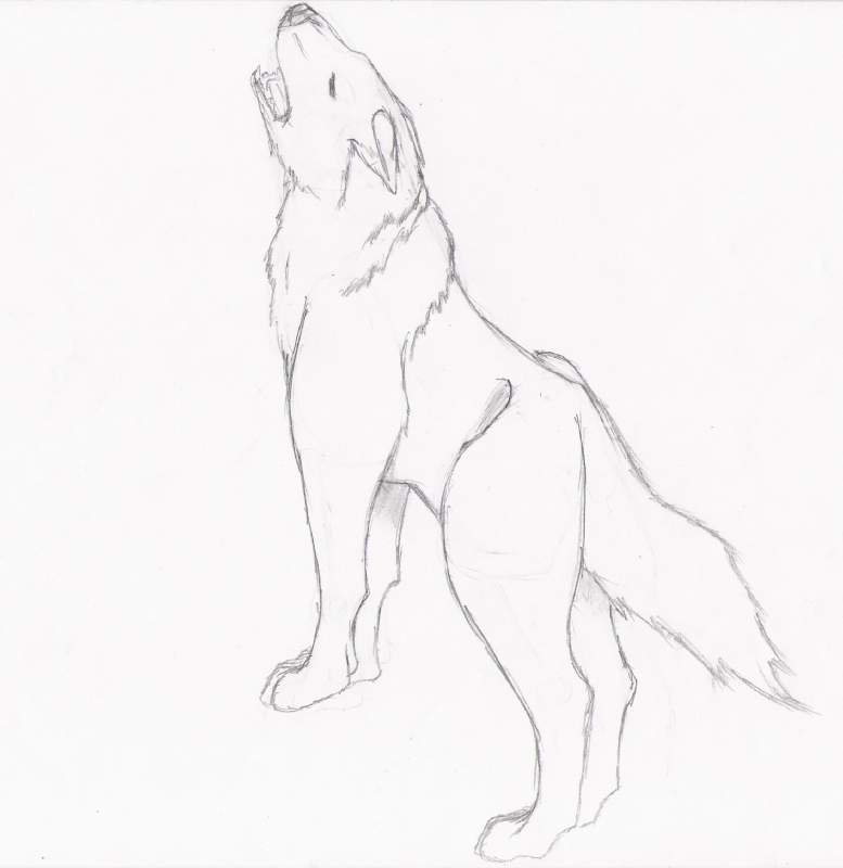 Wolf Pose 1