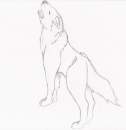 Wolf Pose 1