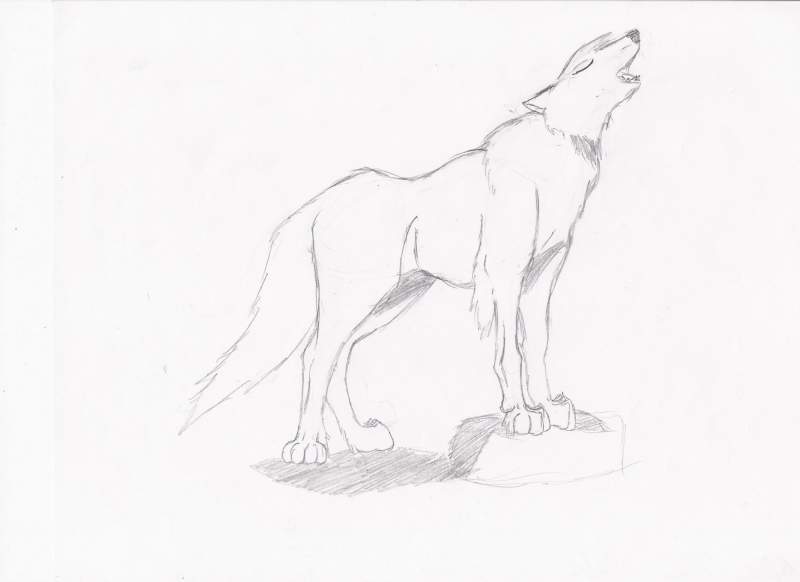 Wolf Pose 2