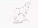Wolf Pose 2