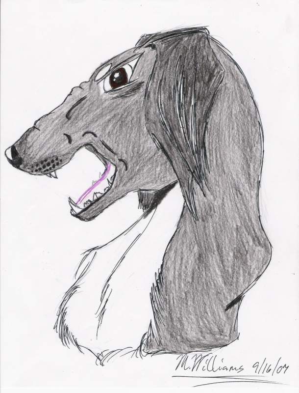 An Angry Saluki