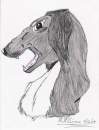 An Angry Saluki