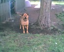 Ginger