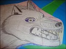 white wolf growling
