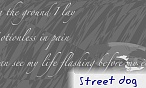 street dog