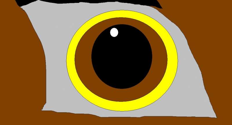 Balto's eye