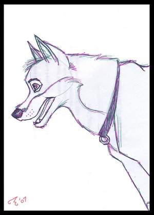 Balto Sketch