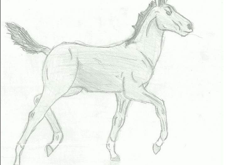 FOAL