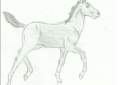 FOAL