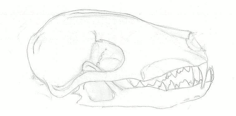 Fox skull
