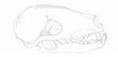 Fox skull