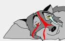Balto before he died