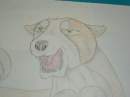 A ginga dog